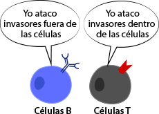 Comparación entre las células B y T.