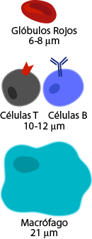 Comparación de tamaños celulares