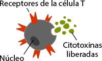 Anatomía de la célula T