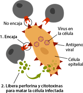 Células T uniéndose a células infectadas