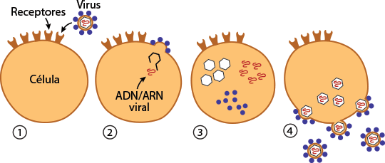 Resultado de imagen para virus y la celula