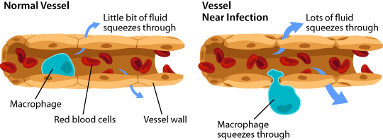 macrophage, vessels