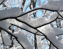 Snow covered branch