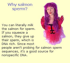 salmon