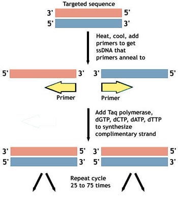 Flow Chart Of The Three Main Steps Of Pcr