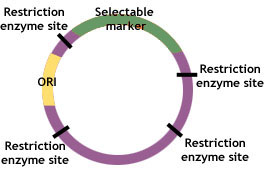 plasmid diagram
