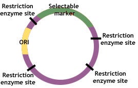 bacterial plasmid structure