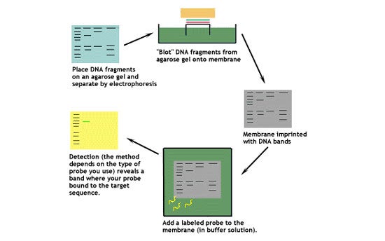 southern blot analysis