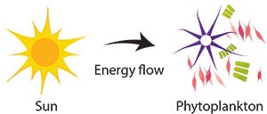 suns energy goes to phytoplankton