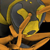 bug wallpaper thumb