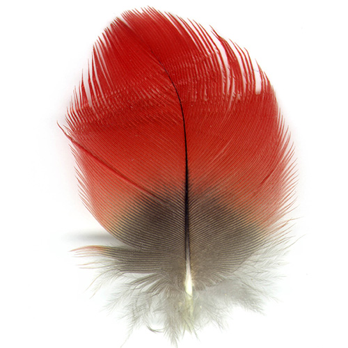 A red and grey semiplume feather