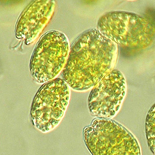 Round green plankton