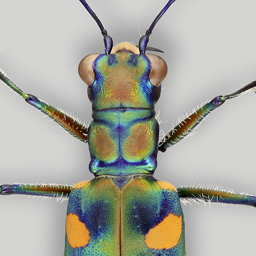 Green tiger beetle with orange spots.