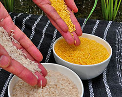 Golden Rice GMO