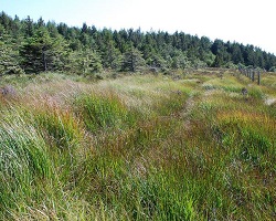 Forest and grassland