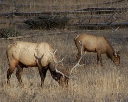 Grazing elk
