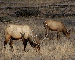 Grazing elk