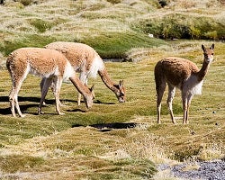 Vicunas