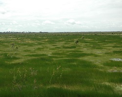 Wet grassland