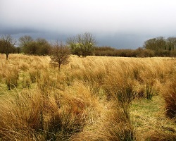 Clumped grassland