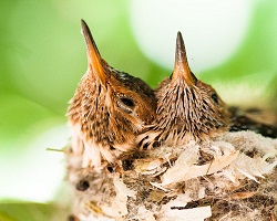 baby hummingbirds nesting