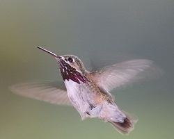 Calliope hummingbird in flight