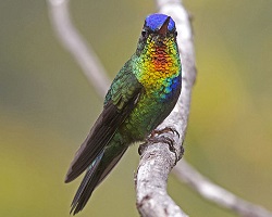 bright hummingbird feathers fiery throat