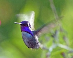 male Costa's hummingbird?