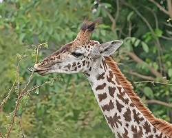 Una giraffa che mangia un'acacia