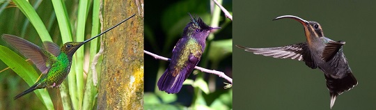 hummingbird beak evolution examples