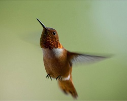 male Rufous hummingbird