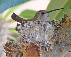 nesting mother hummingbird