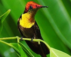 hummingbird displaying in sunlight