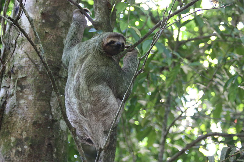 Tropical Rainforest Animal Life | Ask A Biologist