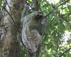 brown-throated sloth