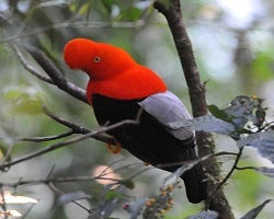 red and black cock of the rock bird