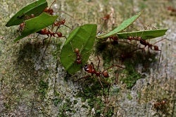 Anatomie des forêts tropicales pluvieuses