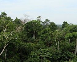 Rainforest canopy