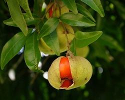 Tamarind fruit