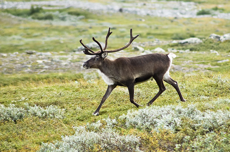 Animals of the Tundra | Ask A Biologist