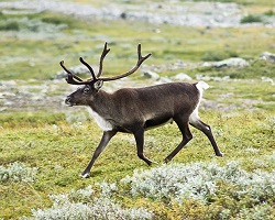 Caribou or reindeer