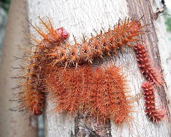 Group of caterpillars on a tree