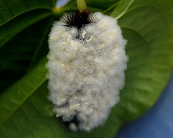 Parasitized caterpillar