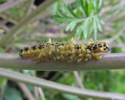 Parasitoid cocoons on caterpillar