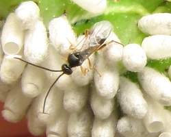 Cotesia parasitoid species on cocoons