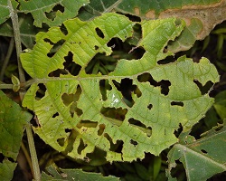 Damaged leaf