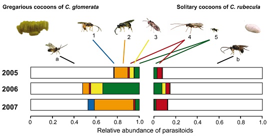 Figure 7. Field abundance of cocoon parasitism
