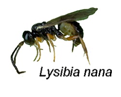 Hyperparasitoid wasp Lysibia nana