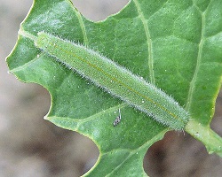 Pieris rapae larva caterpillar