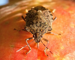The brown marmorated stink bug